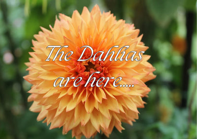 Dahlias