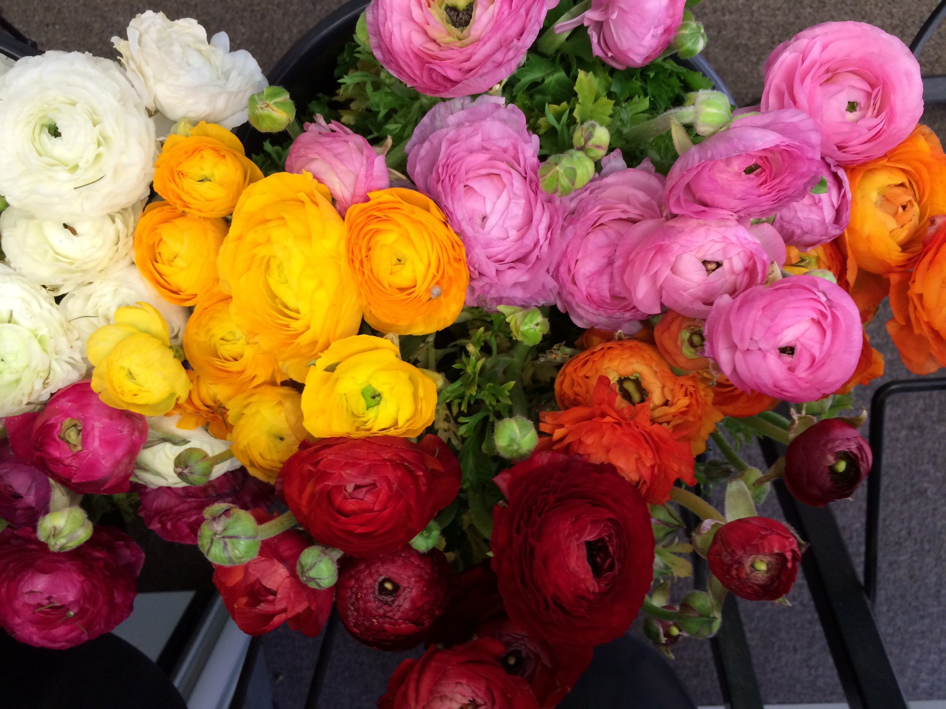 Ranunculus – The Olde Creamery