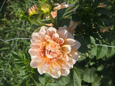 Portlight Pair Beauty (Limit of One)