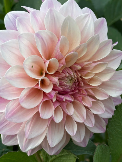 Florelie Antique