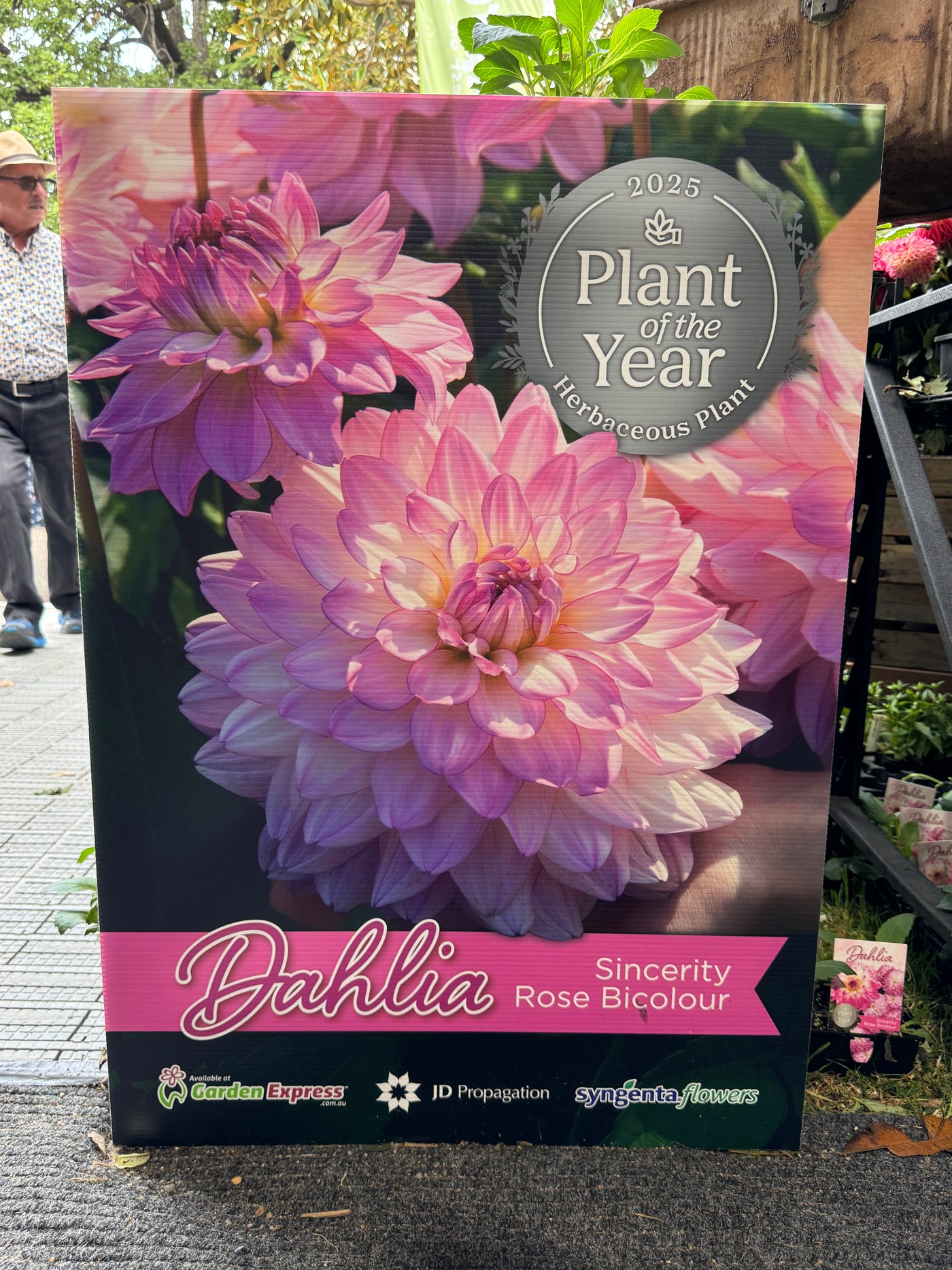 Sincerity Rose - Gardeners 2025 Dahlia of the Year