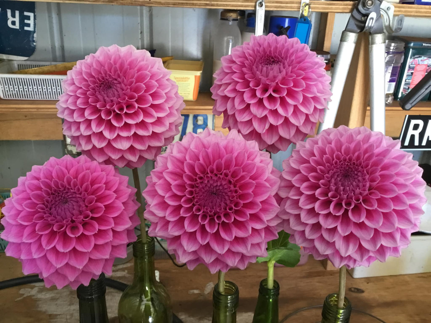 Bracken Rose (Aus version) - (Coming 2026)