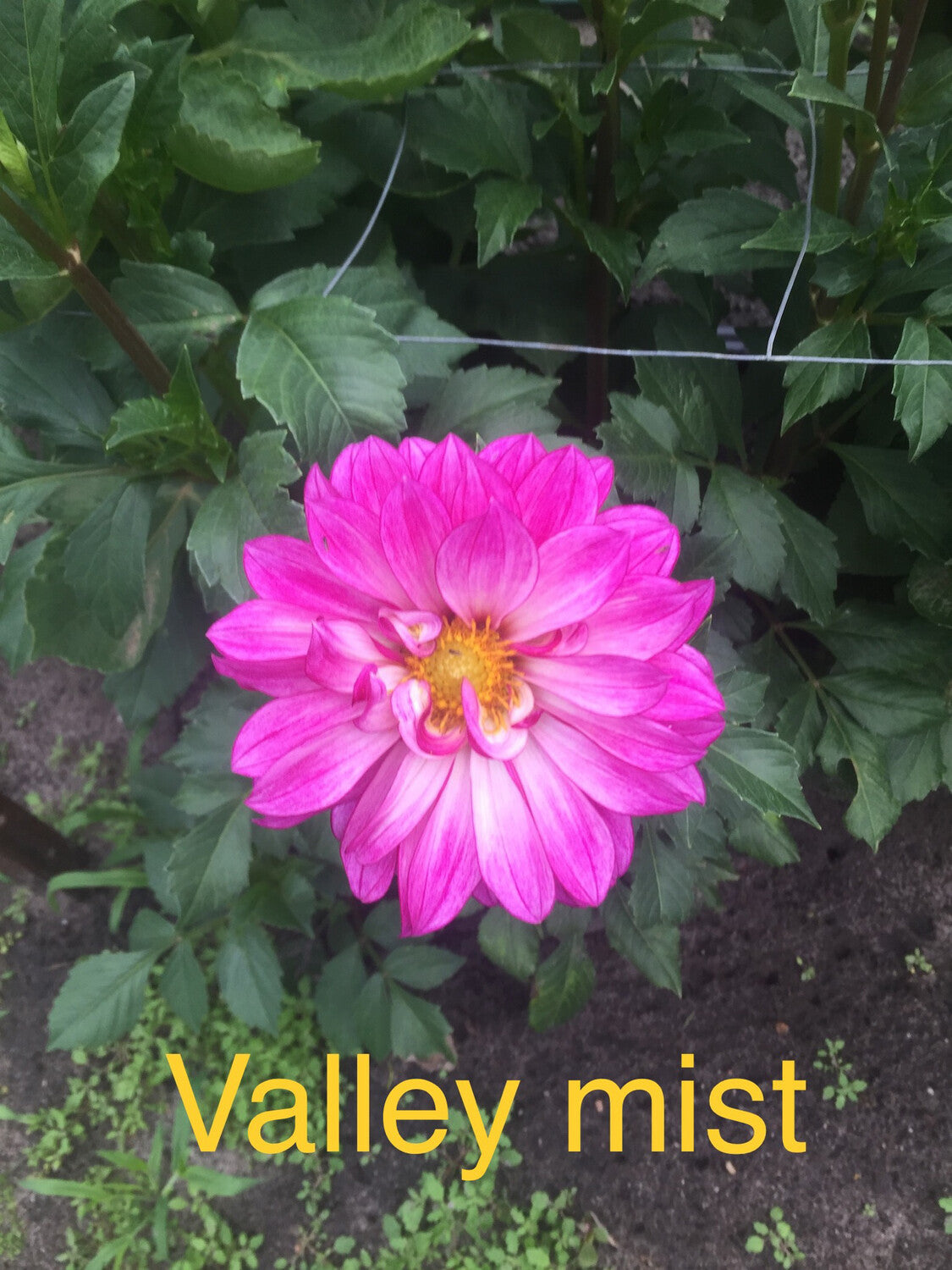 Valley Mist