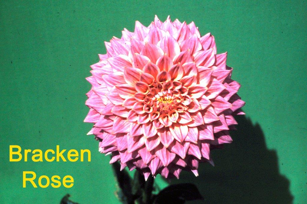 Bracken Rose (Aus version) - (Coming 2026)