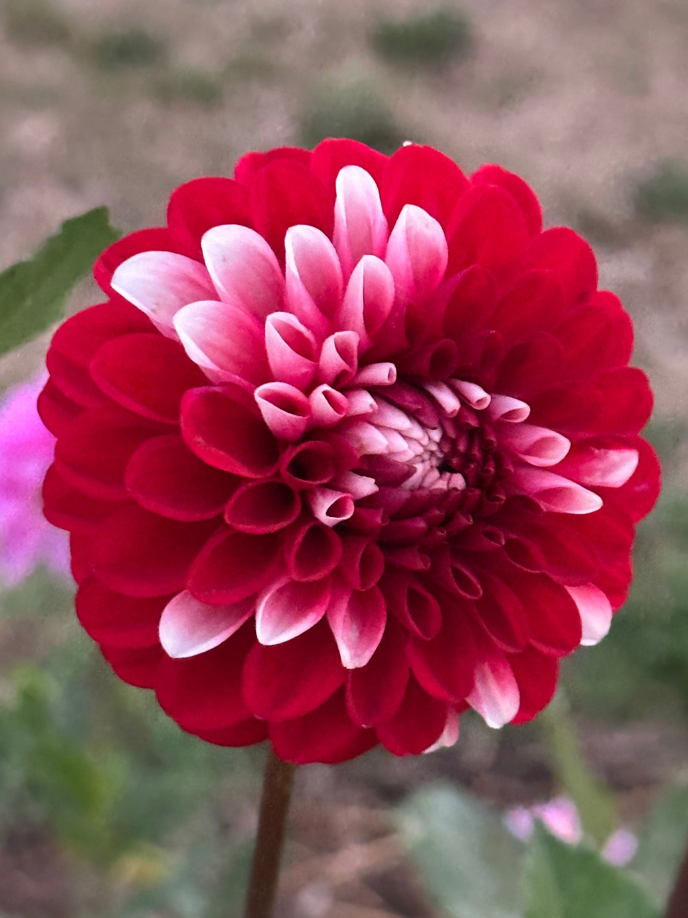 Florelie Cosmic Romance