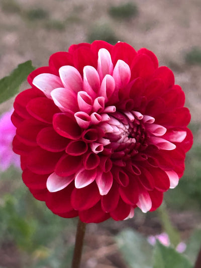 Florelie Cosmic Romance