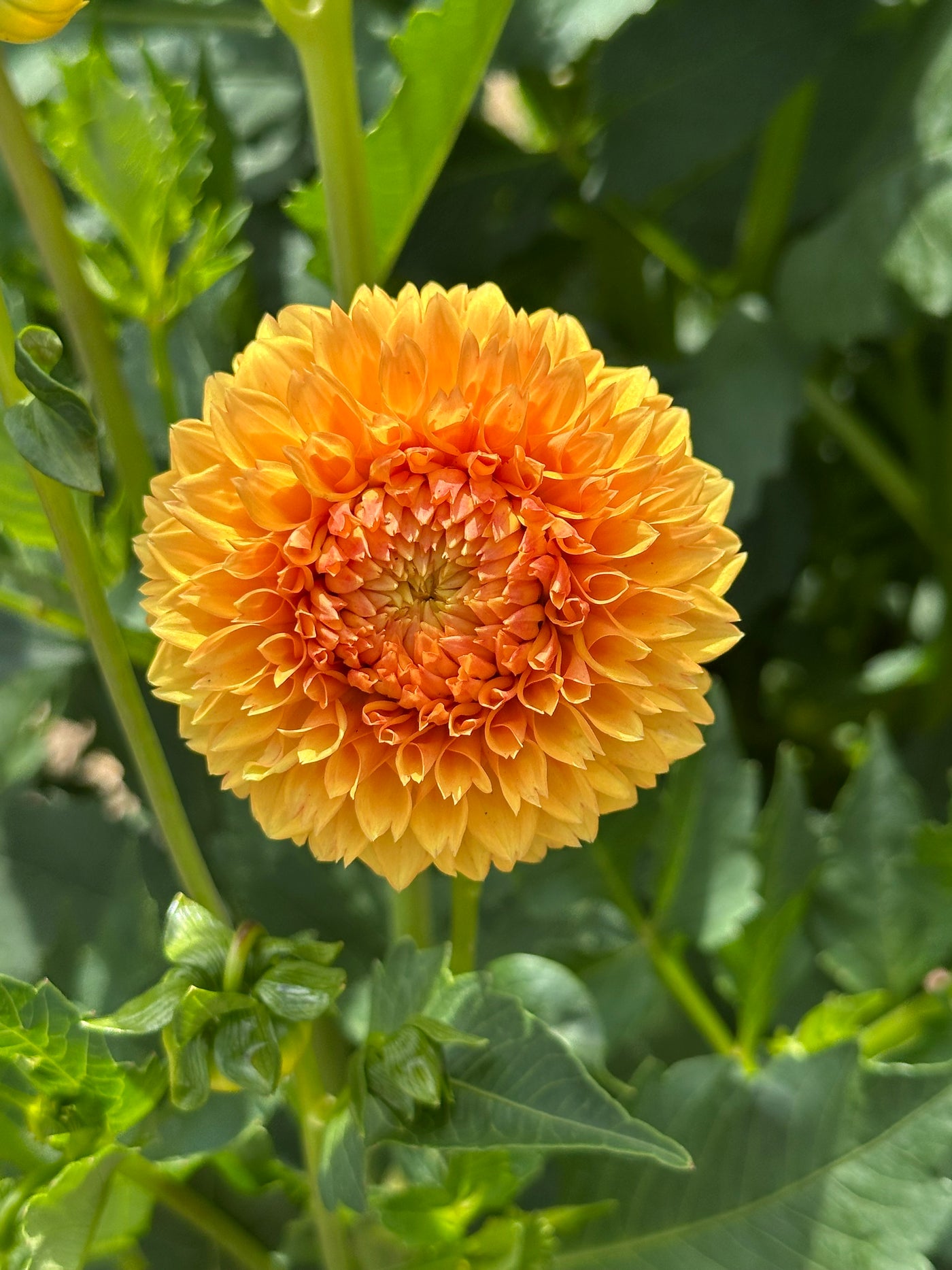 Florelie Dandelion