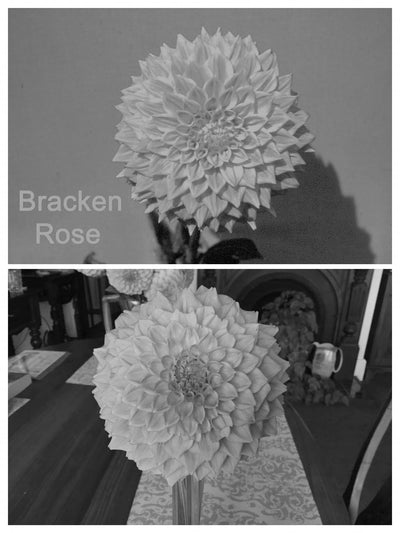 Bracken Rose (Aus version) - (Coming 2026)