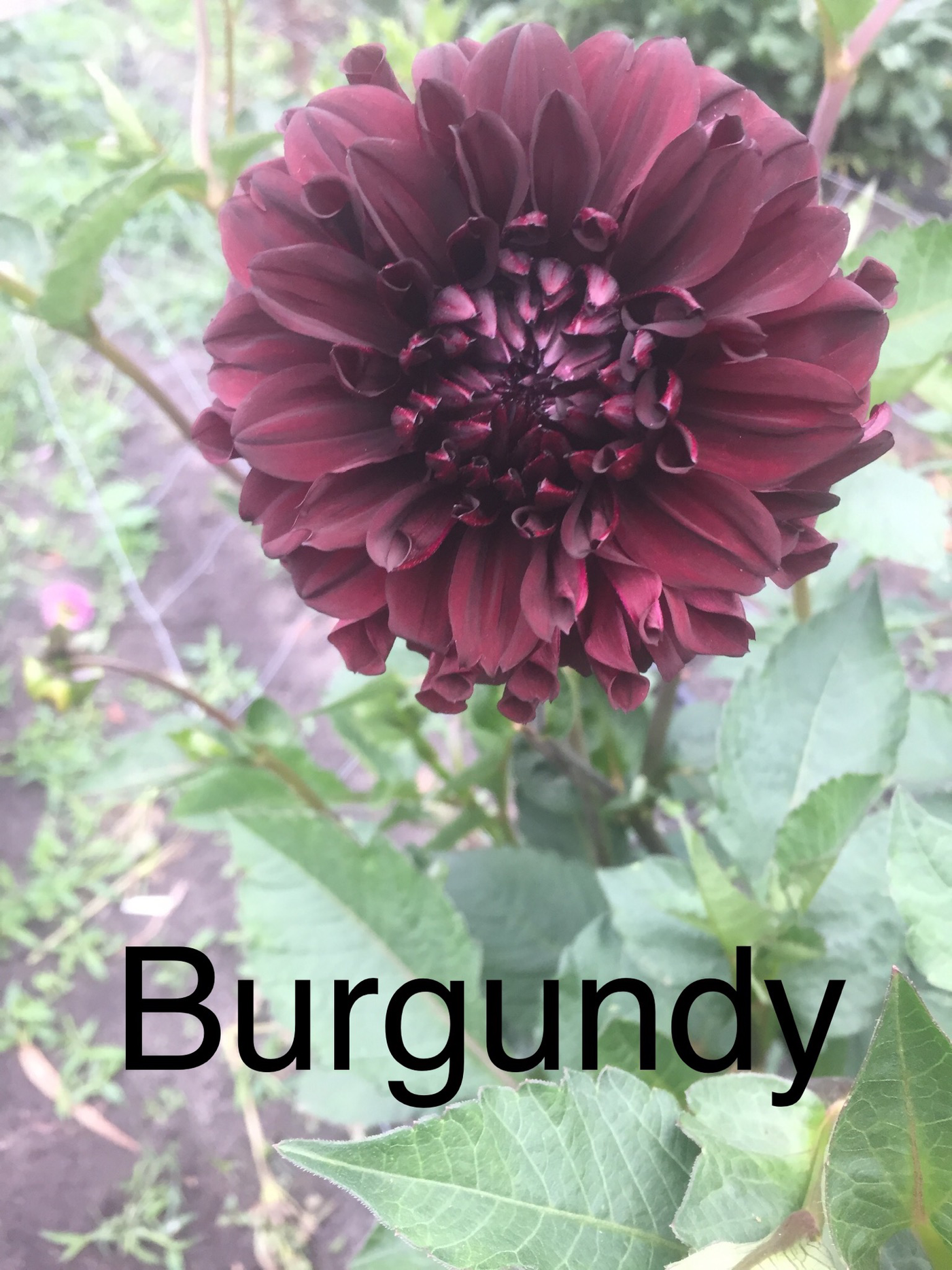 Burgundy