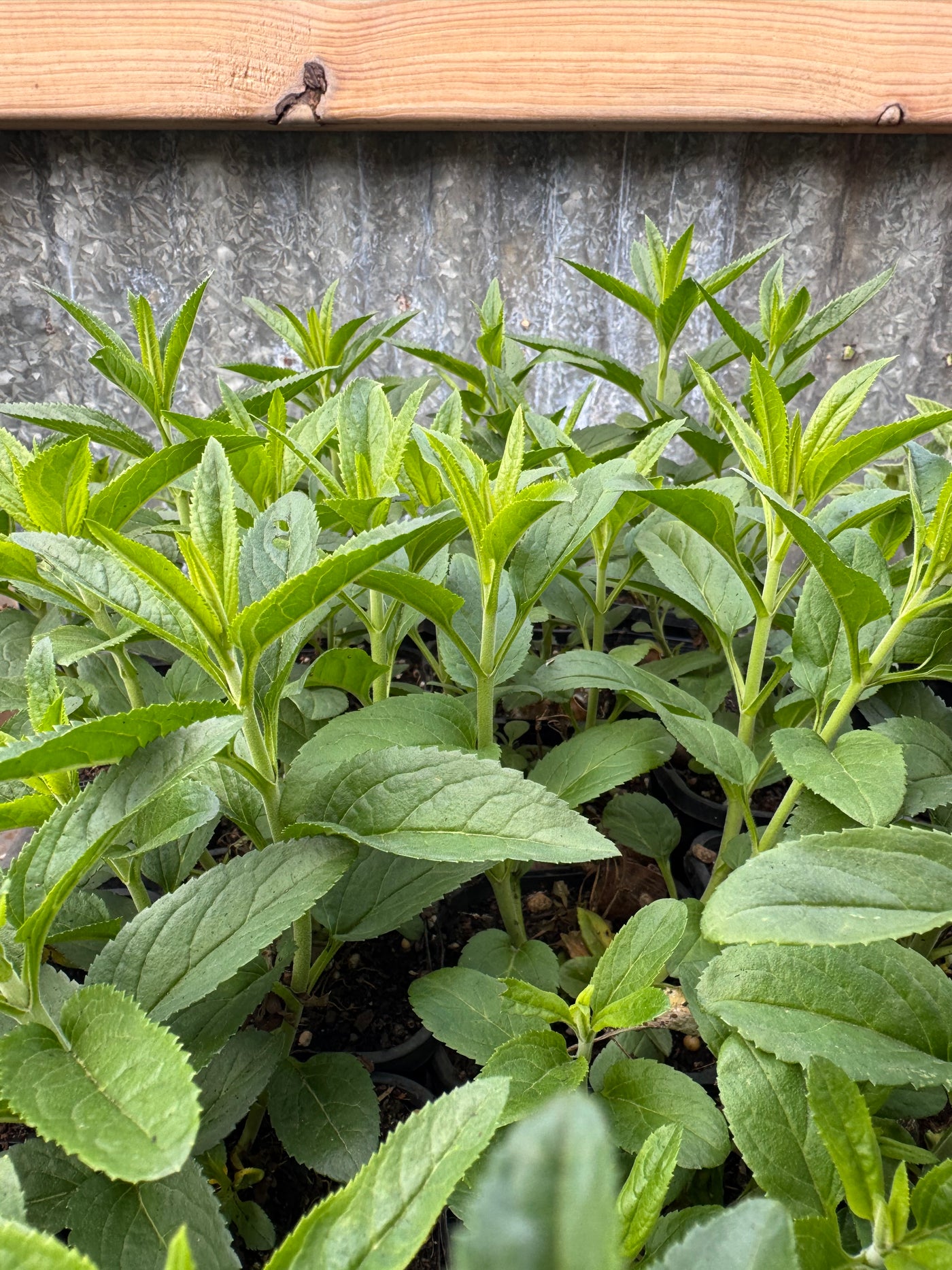 Veronica 'Skyler White' Longifolia