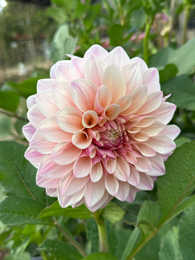 Florelie Antique
