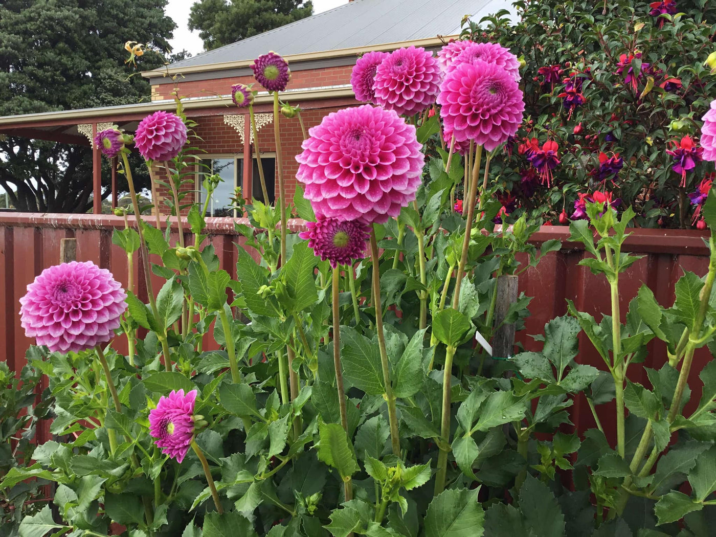 Bracken Rose (Aus version) - (Coming 2026)