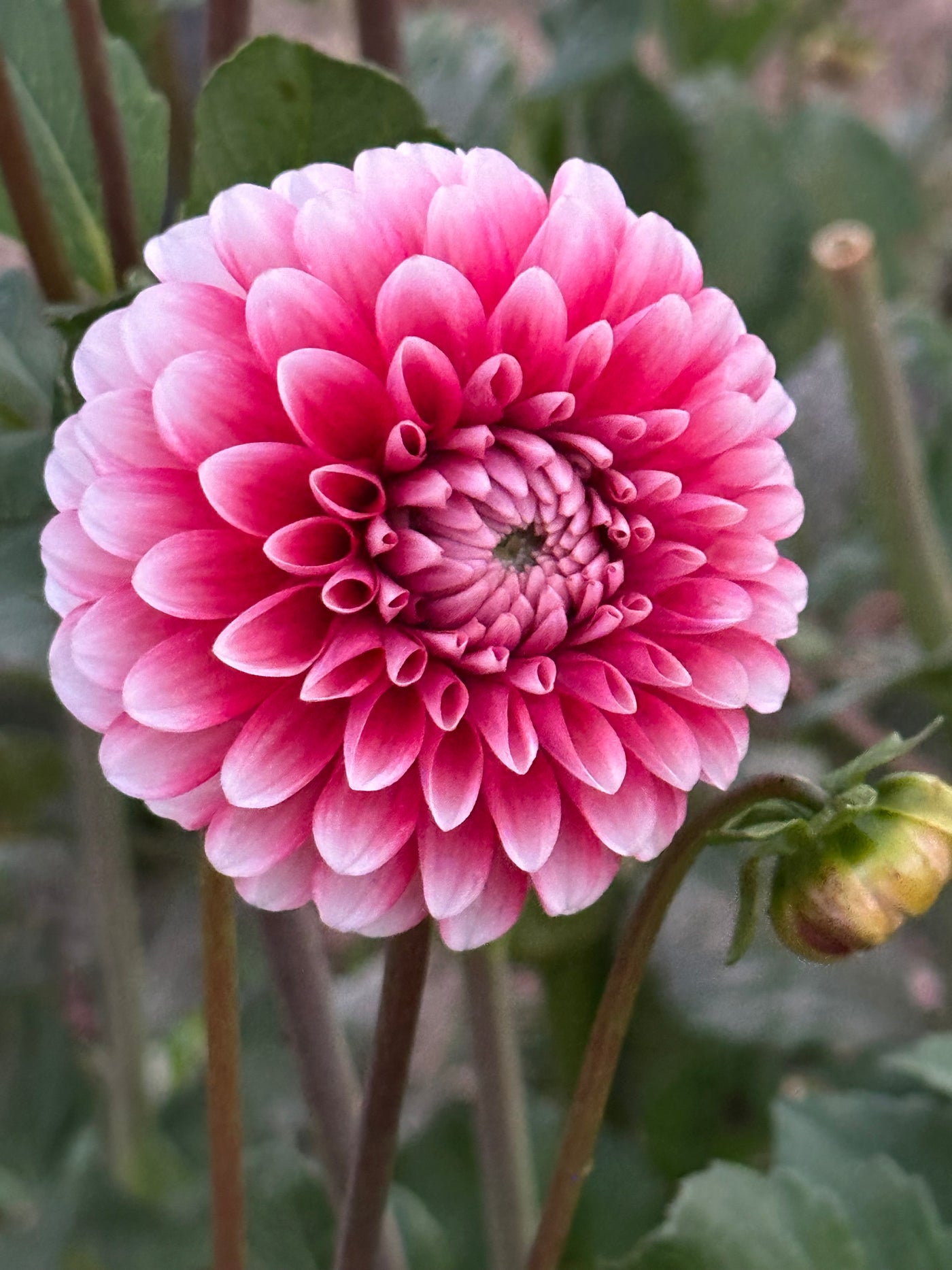 Florelie Cosmic Romance