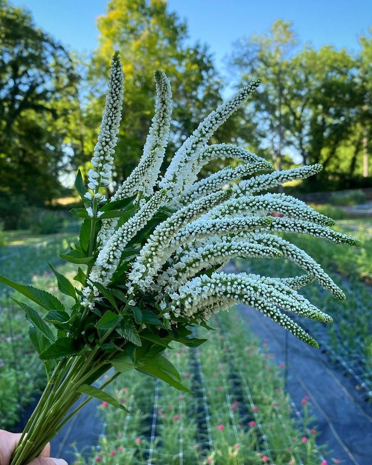 Veronica 'Skyler White' Longifolia