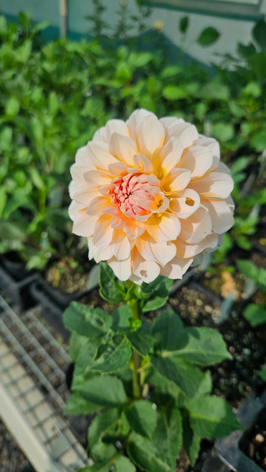 Portlight Pair Beauty (Limit of One)