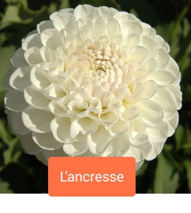 L’Ancresse