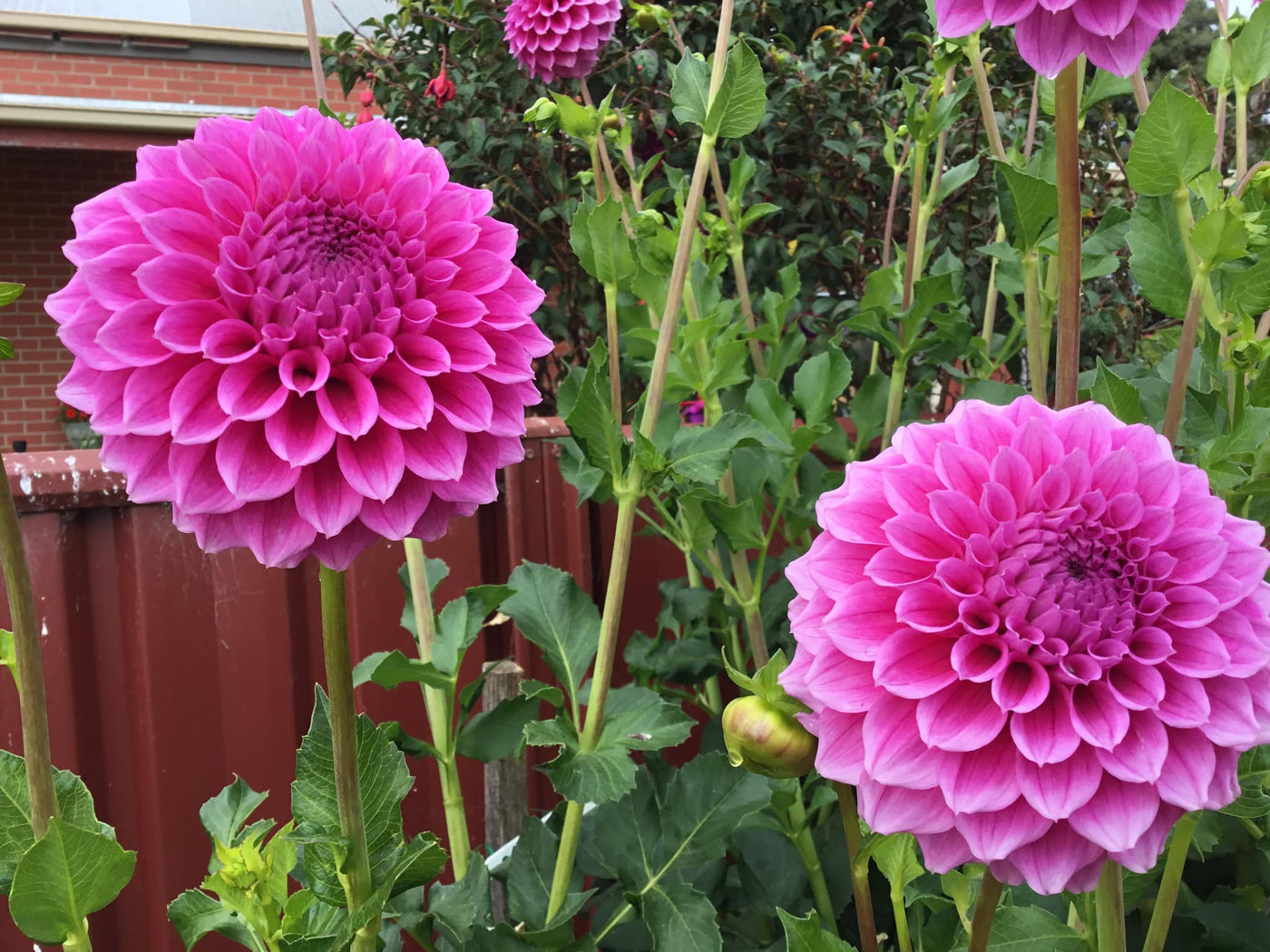 Bracken Rose (Aus version) - (Coming 2026)