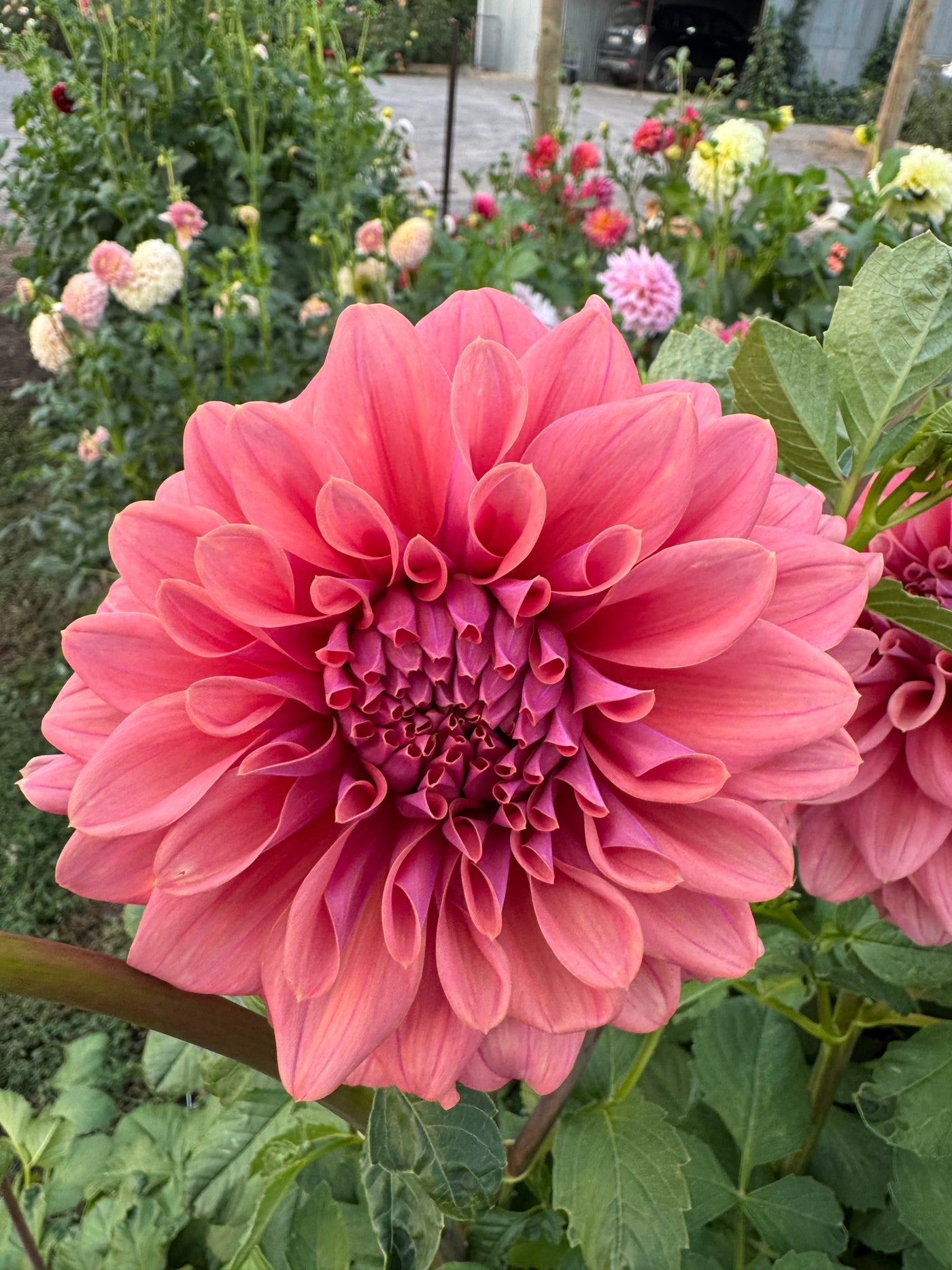 Lileah Caramel Rose