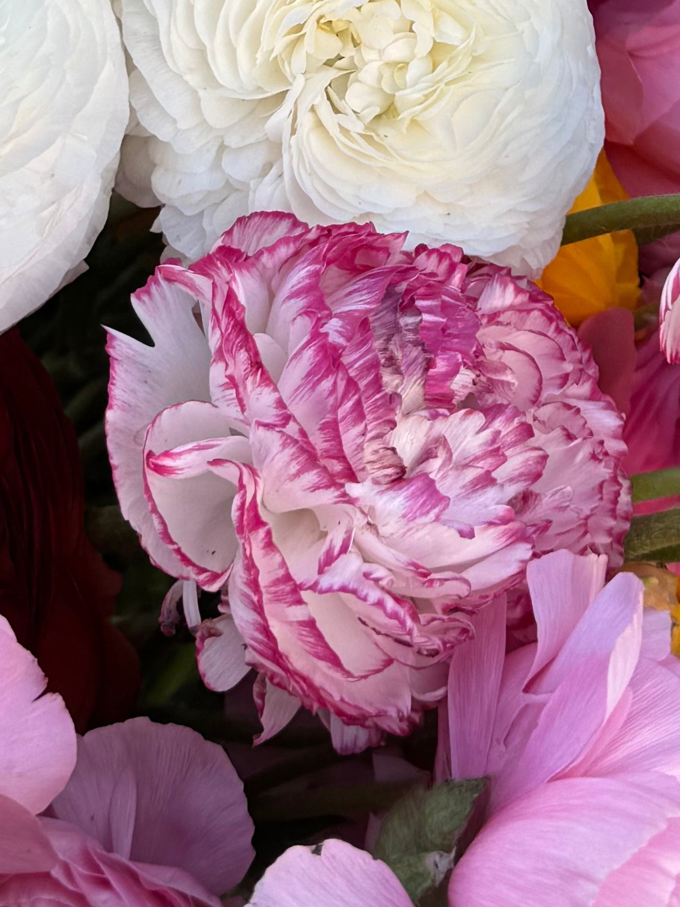 Ranunculus Elegance Malva or Bianco Striato – The Olde Creamery