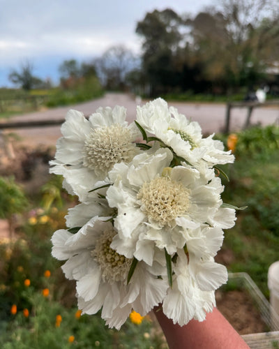 Scabiosa Fama White Perennial Flower  X 15 Seeds