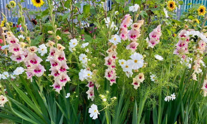 GLADIOLI 'AMBER MYSTIQUE' - NEW RELEASE