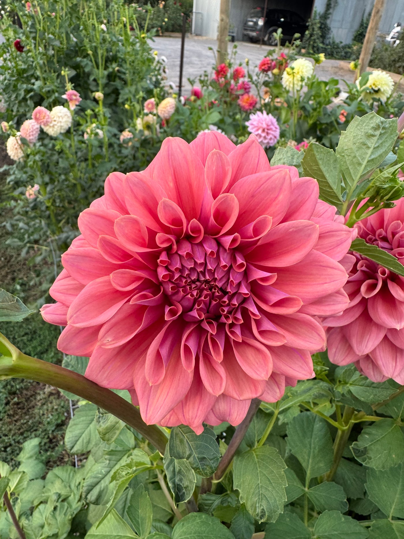 Lileah Caramel Rose