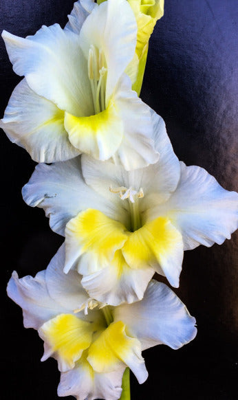 GLADIOLI 'BREAK OF DAWN' - NEW RELEASE