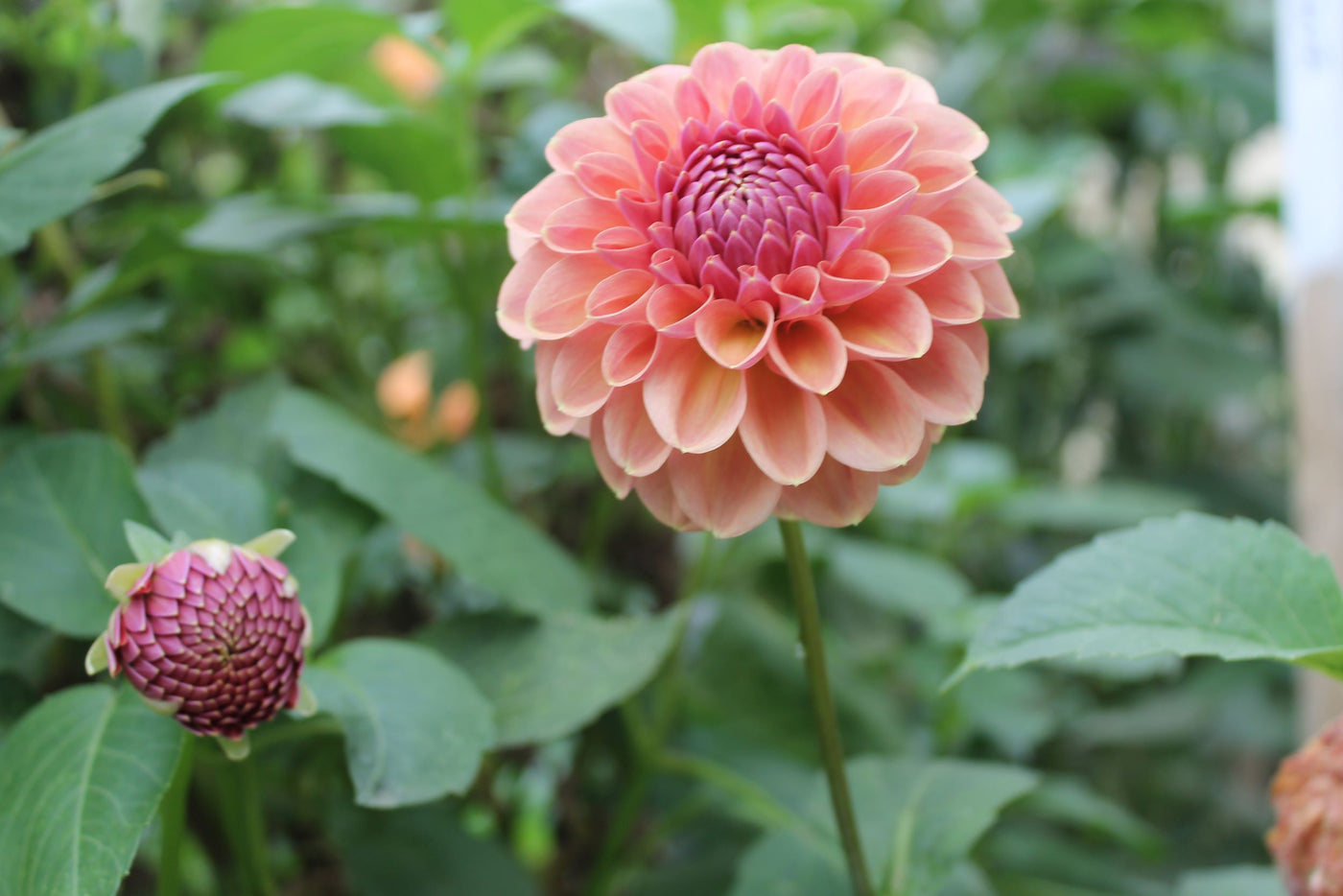 Dahlia's For Beginners - Online Workshop