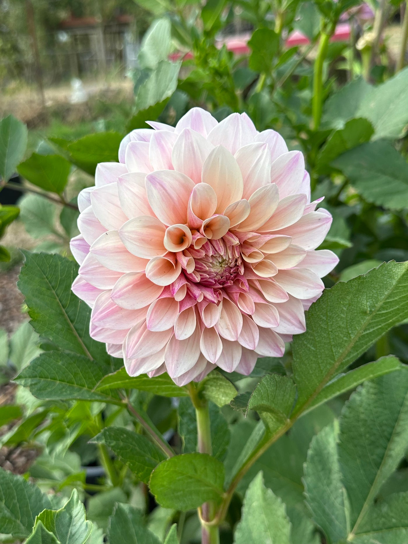 Florelie Antique