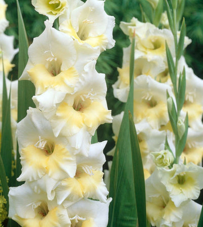 GLADIOLI 'BREAK OF DAWN' - NEW RELEASE