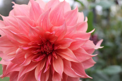 Dahlia's For Beginners - Online Workshop