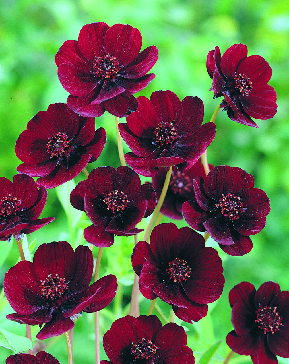 Chocolate Cosmos