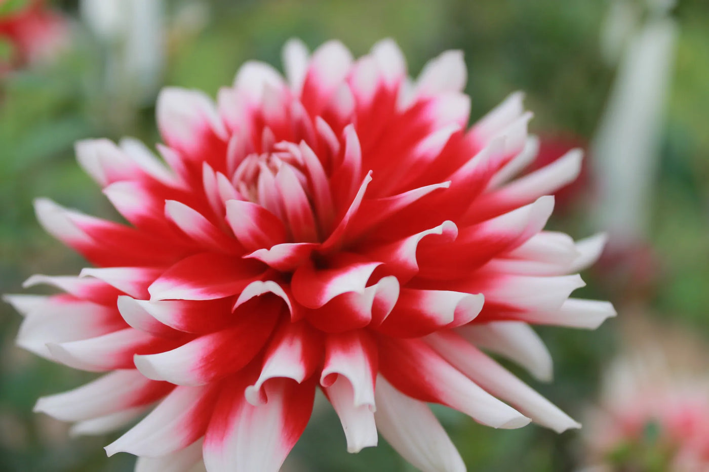 Dahlia's For Beginners - Online Workshop