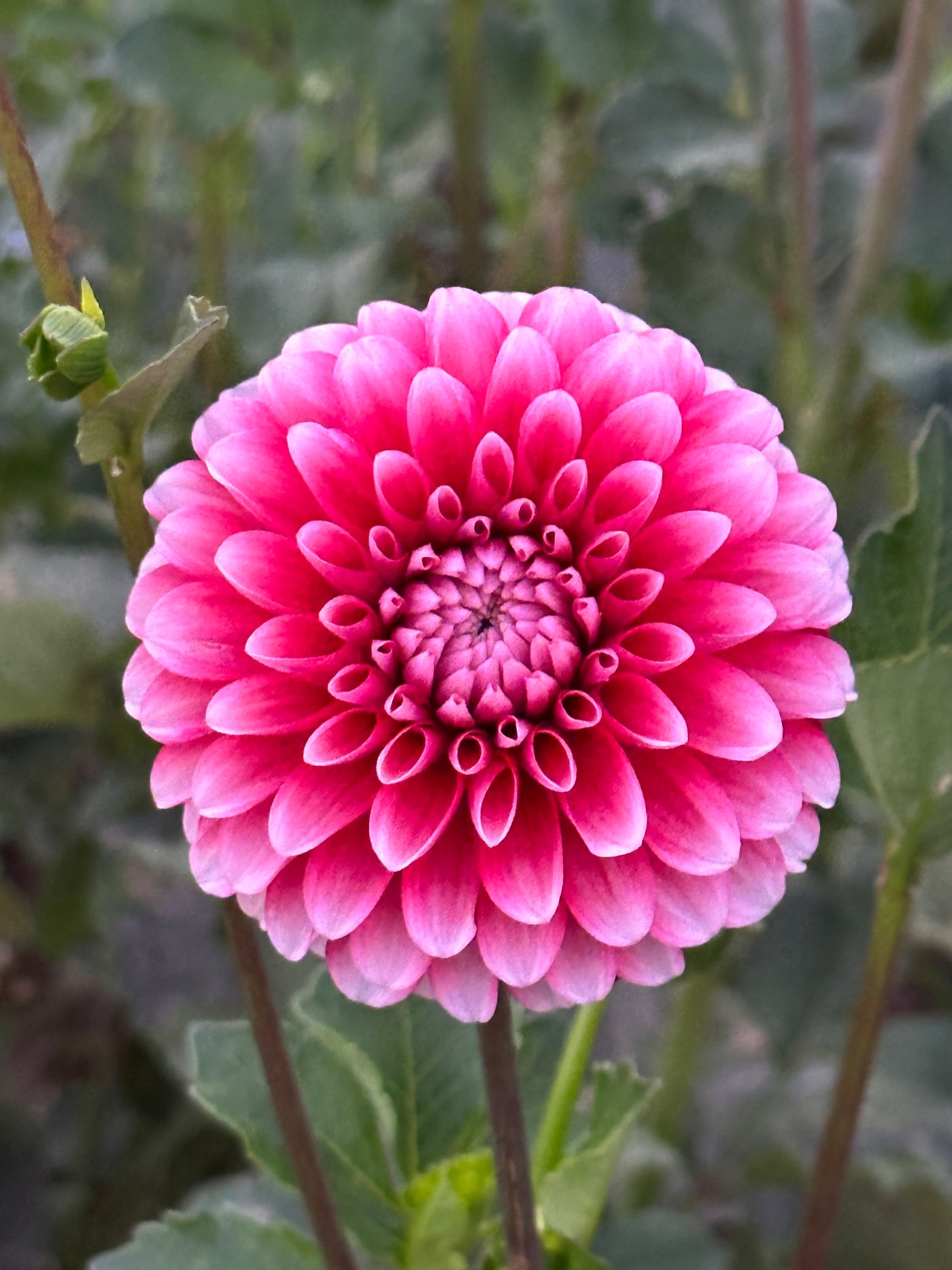 Florelie Cosmic Romance