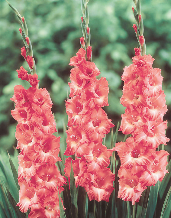 GLADIOLI 'Dame Edna's Indian Summer'