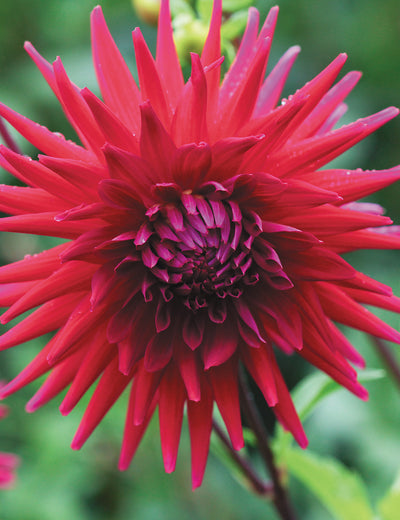 Beginners Garden - Dahlia Pack