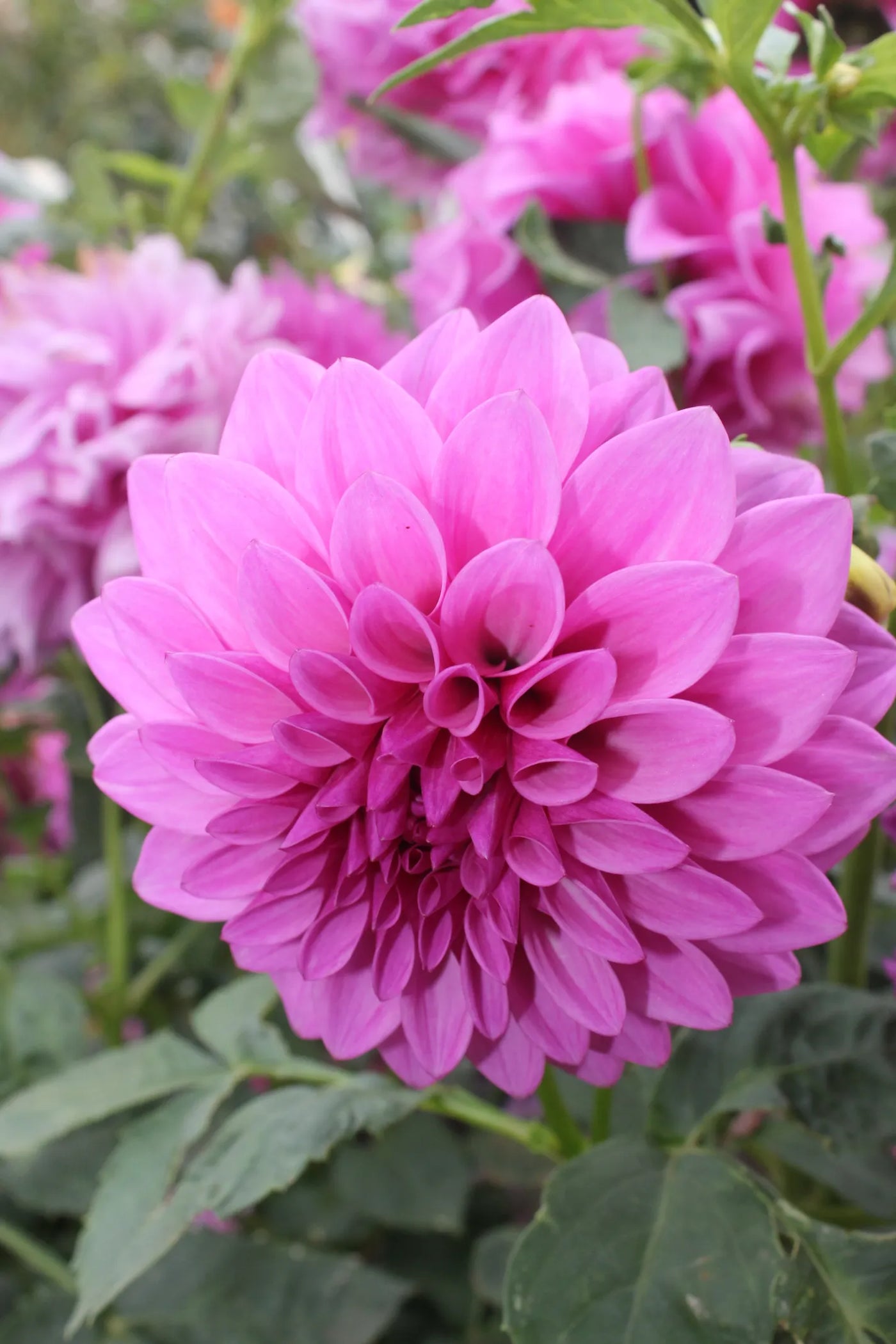 Dahlia's For Beginners - Online Workshop