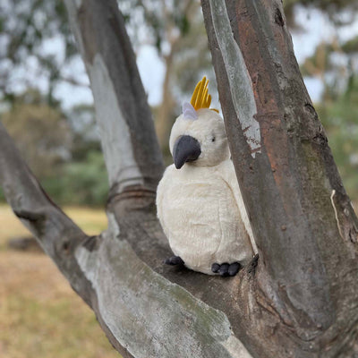 Cockatoo