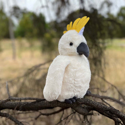 Cockatoo