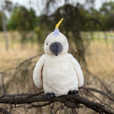 Cockatoo