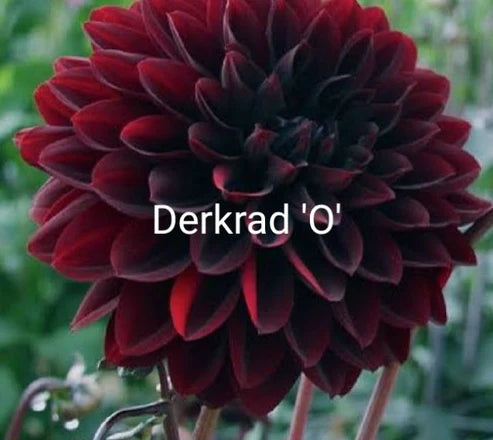 Derkrad O
