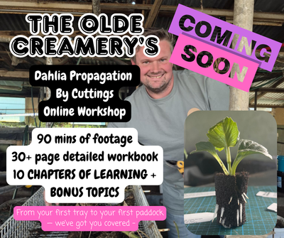 🌿 The Olde Creamery Dahlia Cuttings Workshop - Special Introductory Offer!