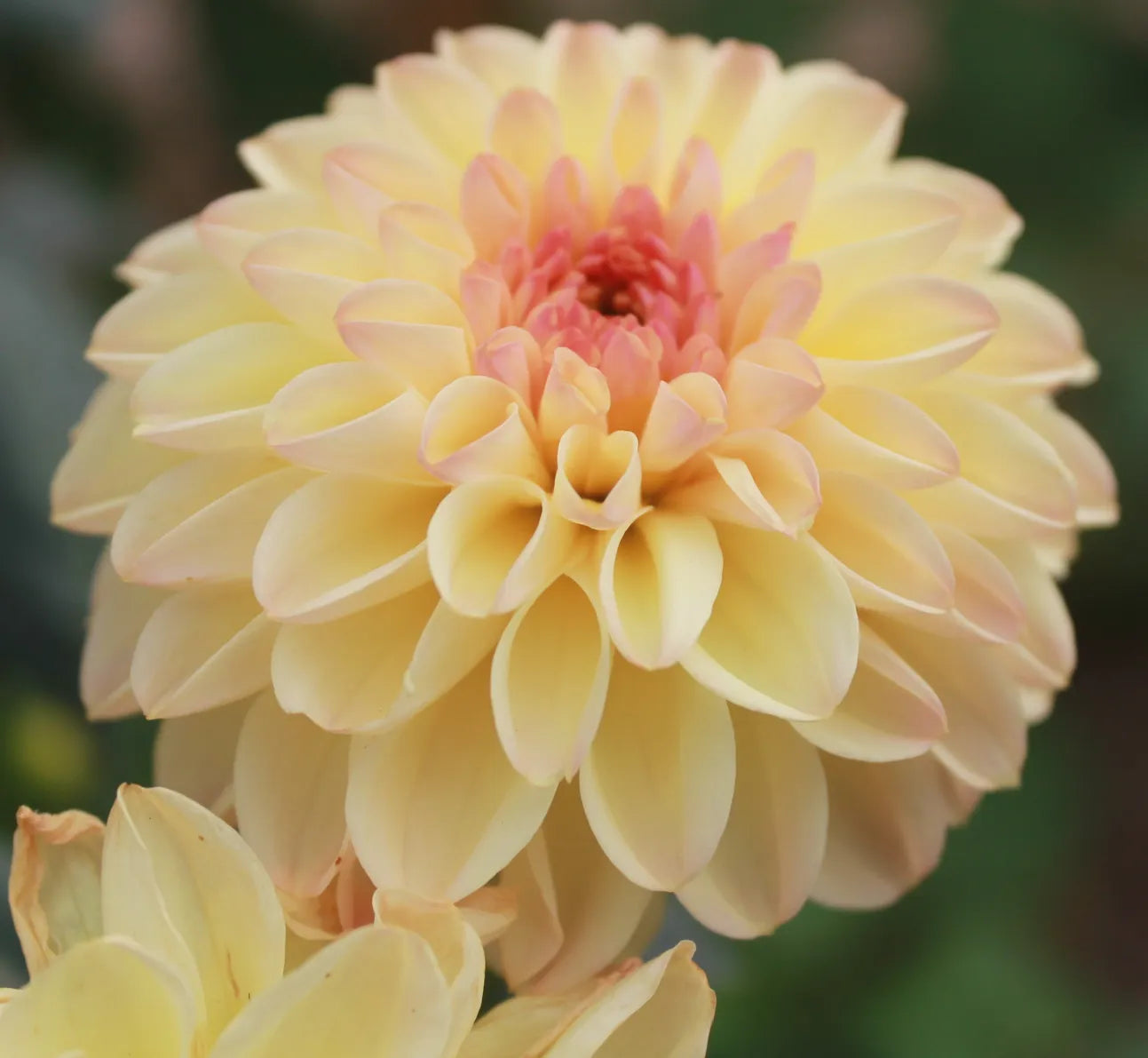 Dahlia's For Beginners - Online Workshop