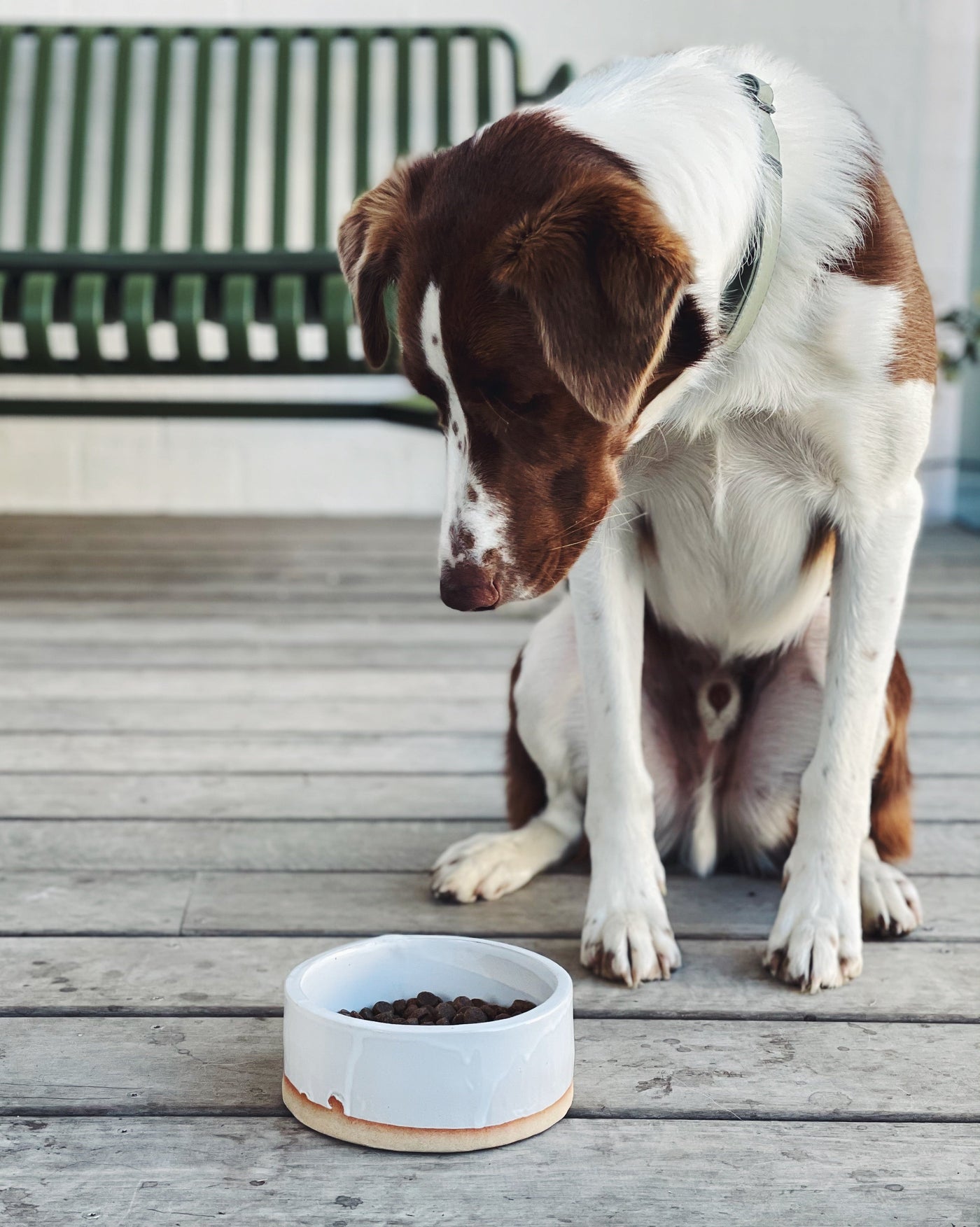 lucky dog bowls