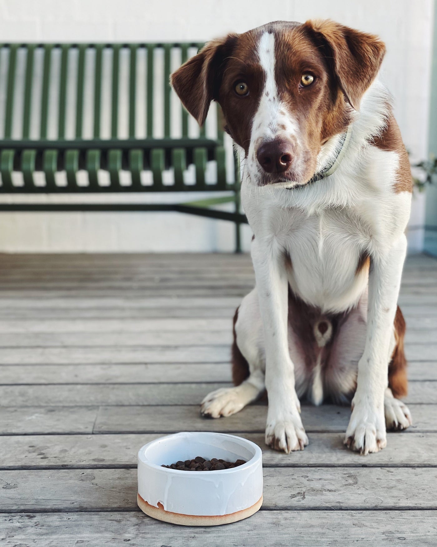 lucky dog bowls