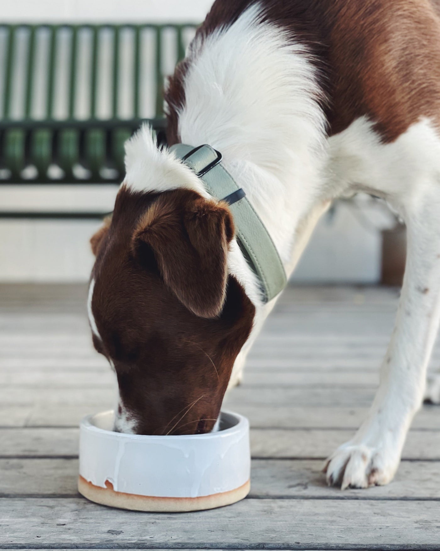 lucky dog bowls