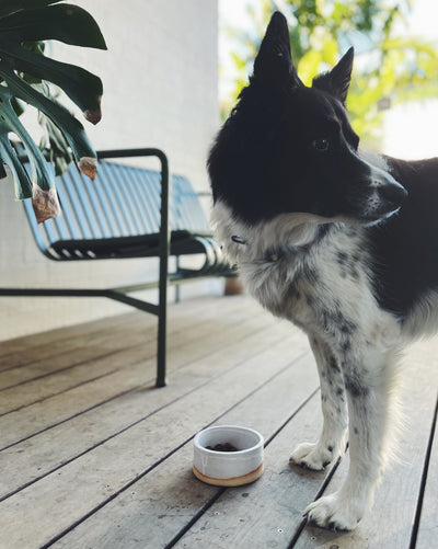 lucky dog bowls