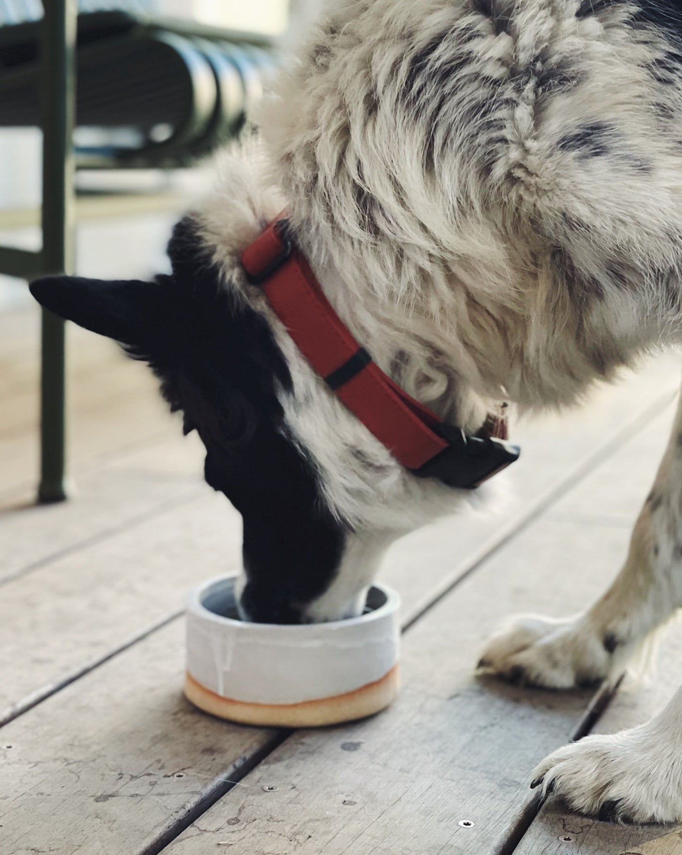 lucky dog bowls