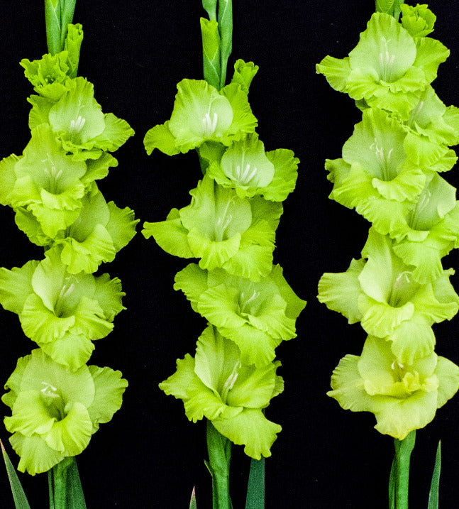 GLADIOLI 'GREEN STAR' - NEW RELEASE