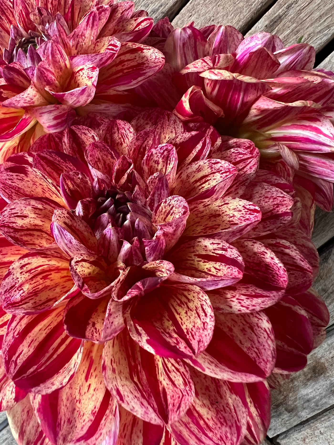 Beginners Garden - Dahlia Pack